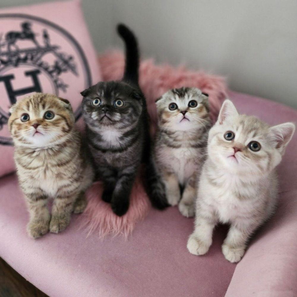 A picture of kittens on a couch