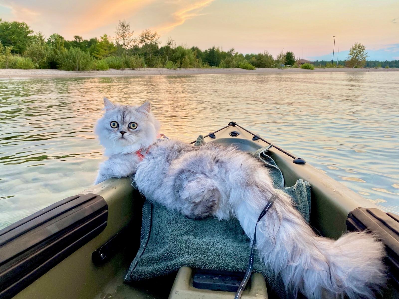 Cat on boat in lake