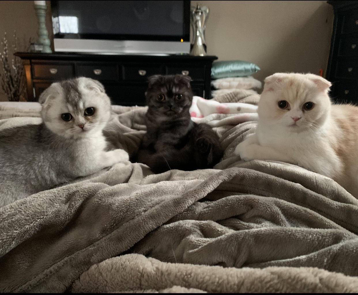 Cats on a bed
